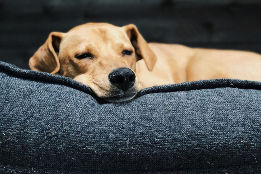 Das richtige Hundebett für Allergiker-Hunde